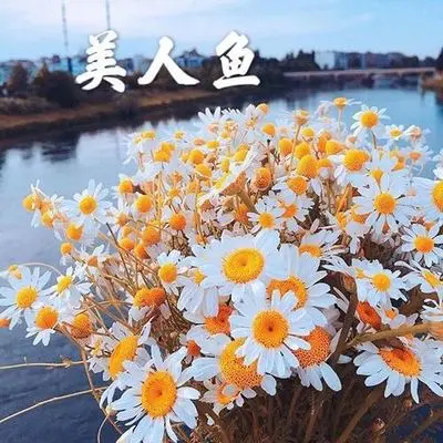 你看到的我(火山版)封面