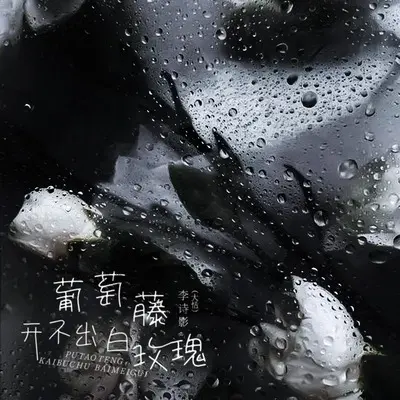 葡萄藤开不出白玫瑰封面