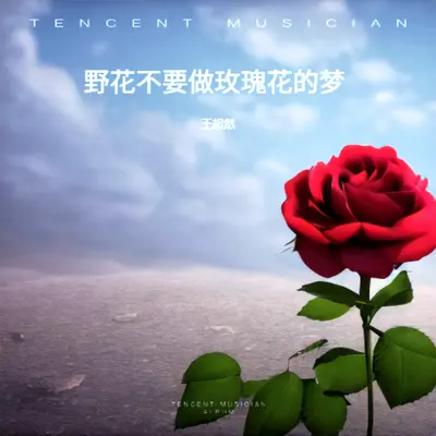 野花不要做玫瑰花的梦封面