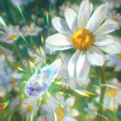 花信之年封面