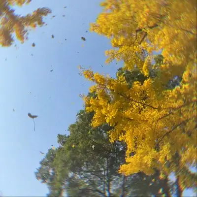 又是一个秋带走夏天的风封面