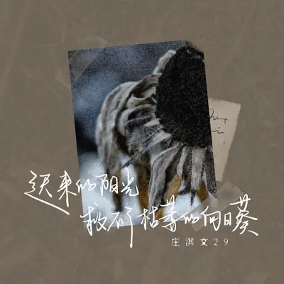 迟来的阳光救不了枯萎的向日葵封面