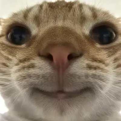 我要擦皮鞋(拼好梗) - 脏脏猫封面