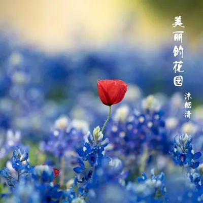 天使情人（纯钢琴版）封面