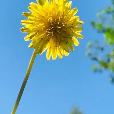 临季 (伴奏)封面