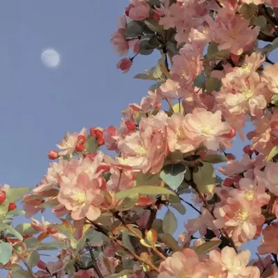 花之圆舞曲封面