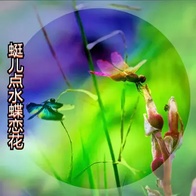 蜓儿点水蝶恋花DJ封面