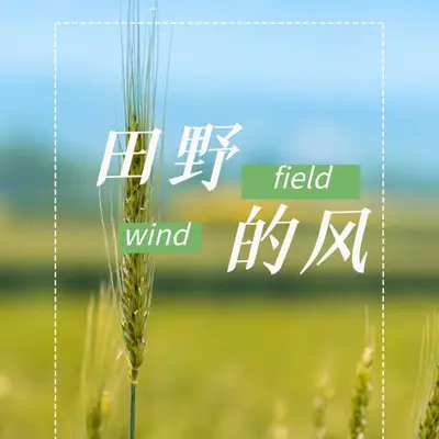 田野的风封面
