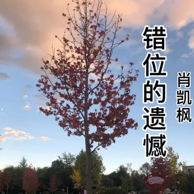 错位的遗憾（正式版）封面