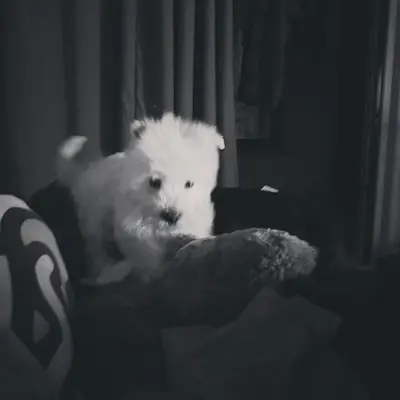 下次再见封面