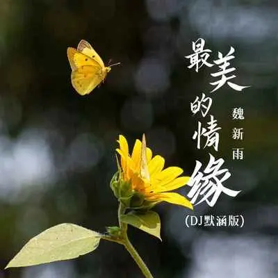 最美的情缘(DJ默涵版伴奏) - 魏新雨封面