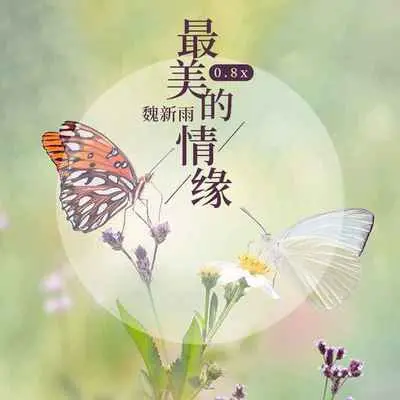 最美的情缘(0.8x)封面