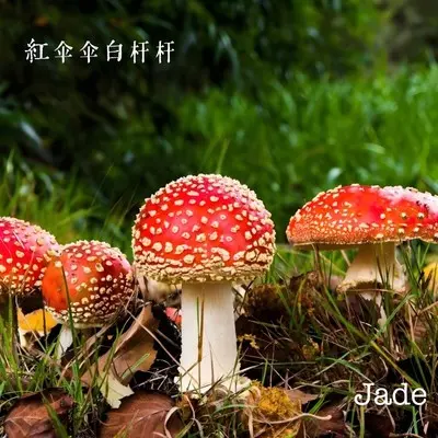 知否知否封面