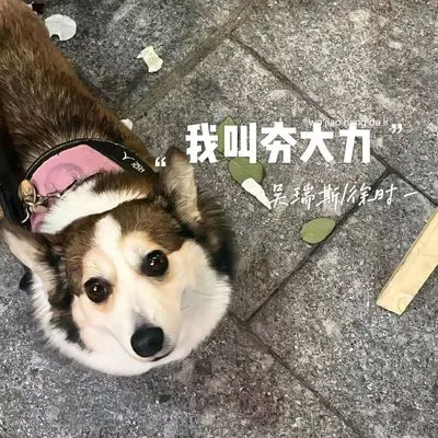 我叫夯大力(完整版)封面