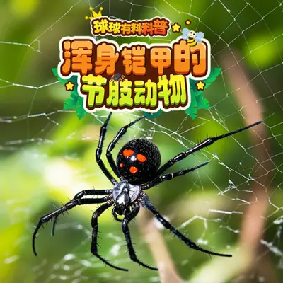 沙滩上弹射的跳钩虾封面